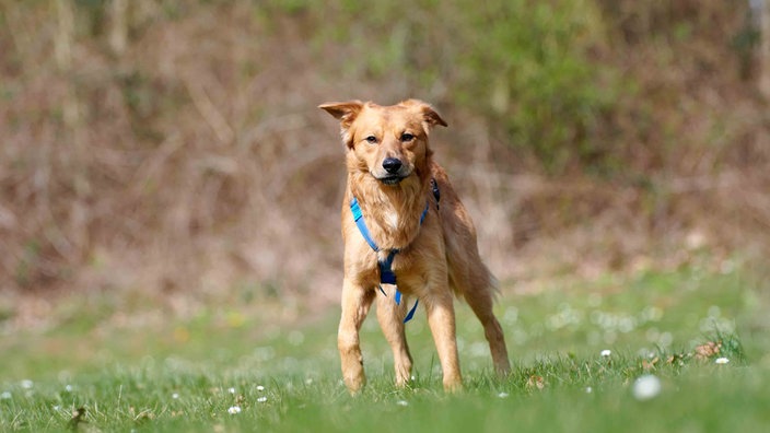 Hund mit rot-goldenem Fell auf einer Wiese 