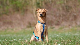 Hund mit rot-goldemem Fell und blauem Geschirr auf einer Wiese 