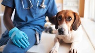 Ein braun-weiße Hund mit Schlappohren liegt neben einem Arzt auf einer Liege 