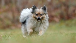 Hund mit tricolor-farbenem, langem Fell auf einer Wiese 