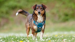 Mittelgroßer Hund mit dunkel- und hellbraunem dichten Fell und abgeknickten Ohren steht auf einer Wiese und schaut in die Kamera