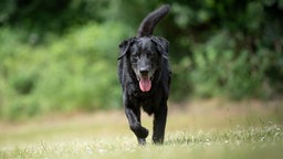 Hund mit schwarzem Fell hechelnd auf einer Wiese 