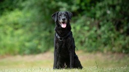 Hund mit schwarzem Fell sitzt hechelnd auf einer Wiese 