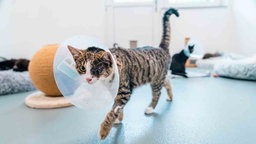 Einäugige Katze mit Kragen und getigertem Fell 