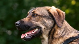 Schwarz-brauner Hund hechelnd im seitlichen Profil 