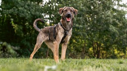 Schwarz-brauner Hund steht hechelnd auf einer Wiese 