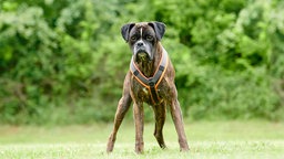 Hund mit braungestromtem Fell auf einer Wiese 