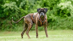 Hund mit braungestromtem Fell auf einer Wiese 