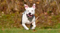 Hund mit weißem Fell und braunen Abzeichen läuft hechelnd über eine Wiese 