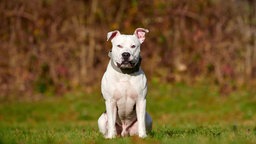 Hund mit weißem Fell und braunen Abzeichen auf einer Wiese 