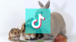 Kleintiere, darüber das Tiktok-Logo