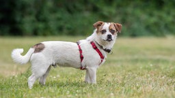 Hund mit weißem Fell und braunen Flecken steht seitlich auf einer Wiese 