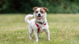 Hund mit weißem Fell und braunen Flecken auf einer Wiese  