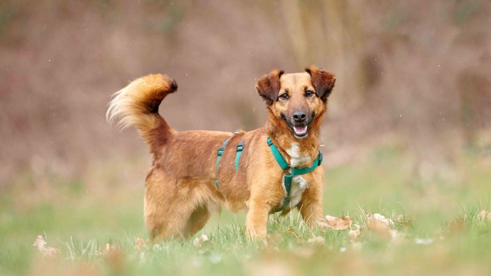 Hund mit braunem Fell hechelnd auf einer Wiese  