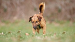 Hund mit braunem Fell auf einer Wiese  