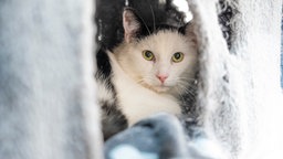 Kater mit schwarz-weißem Fell liegt in einem Katzenkörbchen 