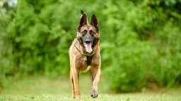 Großer Hund mit braun-schwarzem Fell hechelnd auf einer Wiese 