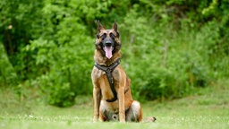 Großer Hund mit braun-schwarzem Fell sitzt hechelnd auf einer Wiese 