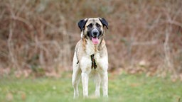 Hund mit braun-weißem Fell hechelnd auf einer Wiese  