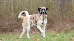 Hund mit braun-weißem Fell auf einer Wiese  