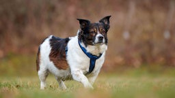 Kleiner Hund mit weiß-braunem Fell läuft über eine Wiese 