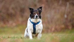 Kleiner Hund mit weiß-braunem Fell und blauem Geschirr auf einer Wiese 