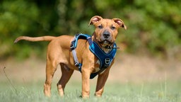 Brauner Hund mit blauem Geschirr steht auf einer Wiese 