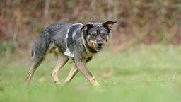 Hund mit schwarz-braunem fell auf einer Wiese 