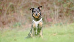Hund mit schwarz-braunem Fell auf einer Wiese 