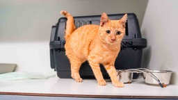 Kater mit rotem Fell vor einem Katzentragekorb 
