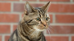 Eine getigerte Katze schaut seitlich an der Kamera vorbei 