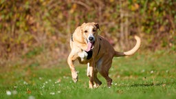 Ein goldener Hund springt hechelnd über eine Wiese