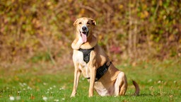 Ein goldener Hund sitzt hechelnd auf einer Wiese