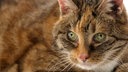 Katze 