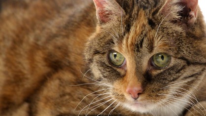 Katze 