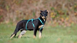 Hündin mit schwarz-braunem Fell auf einer Wiese  