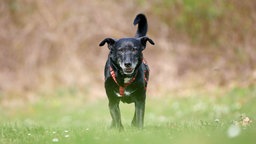 Hund mit schwarzem Fell und rotem Geschirr auf einer Wiese 