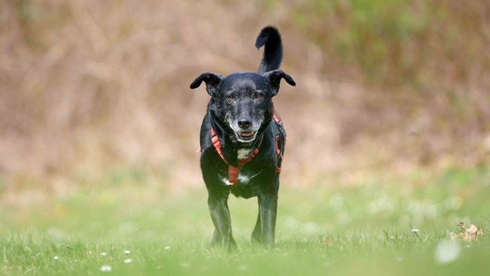 Hund mit schwarzem Fell und rotem Geschirr auf einer Wiese 