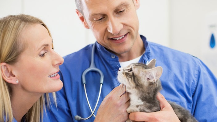 Ein Arzt und eine Ärztin untersuchen eine grau-getigerte Katze 