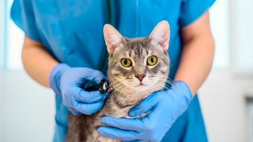 Eine Ärztin untersucht eine grau-getigerte Katze mit einem Stethoskop 