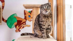 Kater mit getigertem Fell und geknickten Ohren sitzt auf einem Katzenkratzbaum 