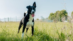 Hund mit schwarz-weißem Fell steht hechelnd auf einer Wiese 