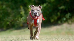 Hund mit braun gestromtem Fell läuft über eine Wiese