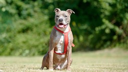 Hund mit braun gestromtem Fell sitzt hechelnd auf einer Wiese  