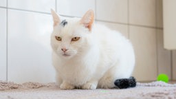 Katze mit weißem Fell sitzt auf einem hellgrauen Teppich 