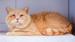 Beigefarben-roter Kater mit kräftigem Körperbau liegt im Katzenzimmer und schaut in die Kamera