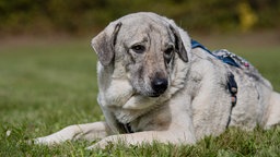 Hund mit grau-beigefarbenem Fell liegt auf einer Wiese 