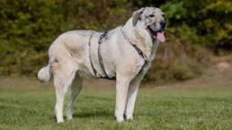 Hund mit grau-beigefarbenem Fell steht hechelnd auf einer Wiese 