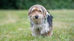 Ein langhaariger, dreifarbiger Hund auf einer Wiese 