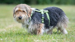 Ein langhaariger, dreifarbiger Hund steht seitlich auf einer Wiese 